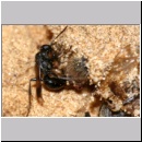 Dipogon subintermedius - Wegwespe 06a 7mm Sandgrube Niedringhaussee - beim Nestverschluss.jpg